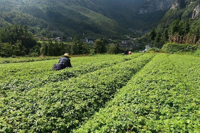 Herb terraces at our Mount Taibai base
