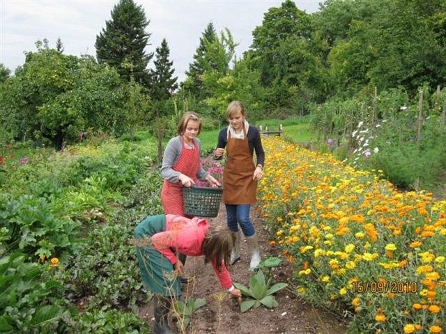 Harvesting herbs on the mountain